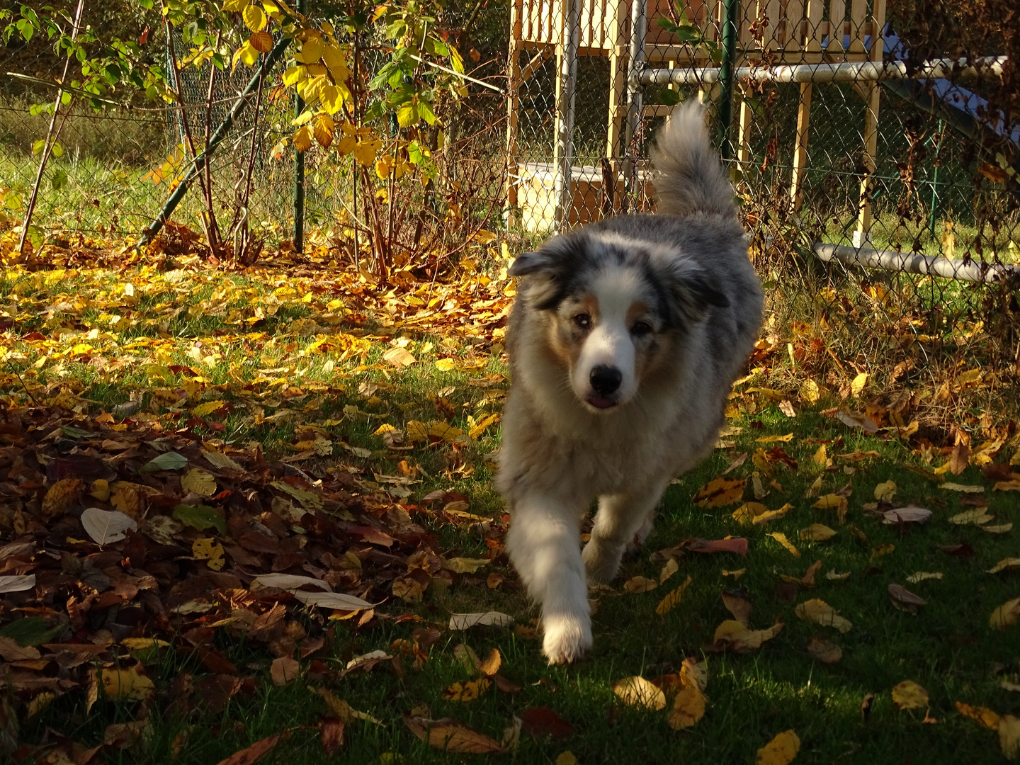 Herbstlicher Garten