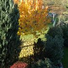 Herbstlicher Garten