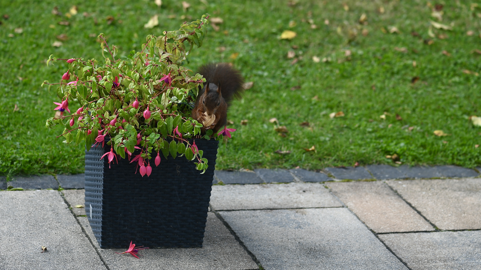 herbstlicher Gartengast