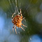 Herbstlicher Gast auf der Terrasse