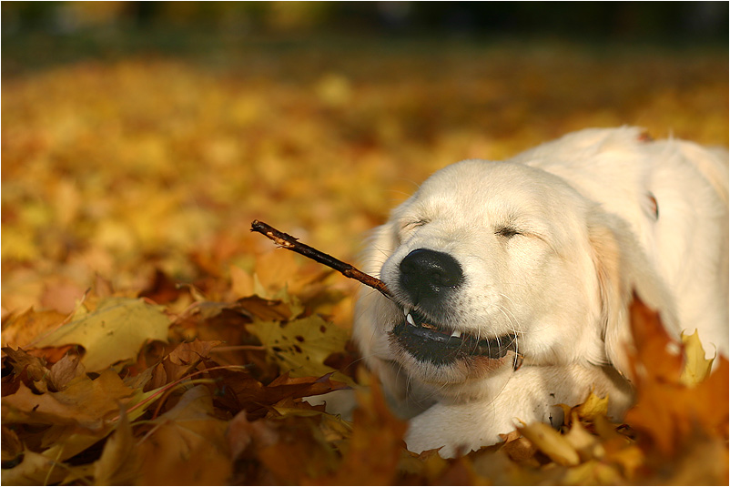 herbstlicher Genuss