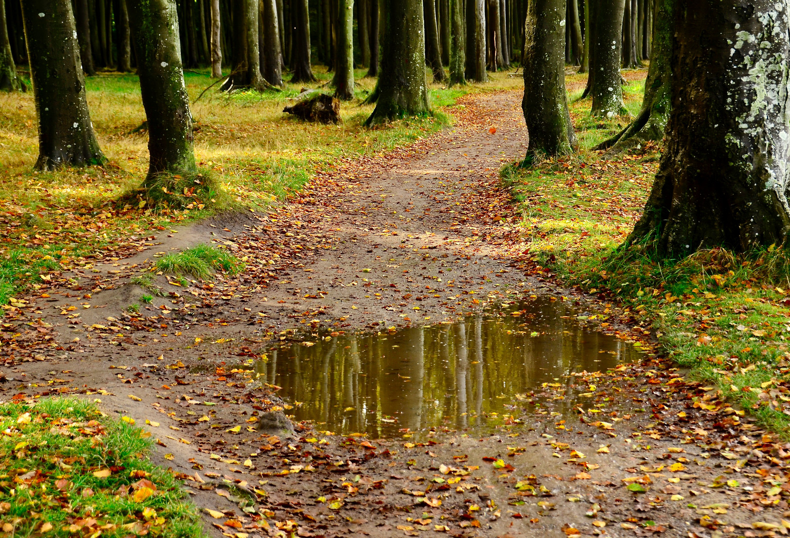 herbstlicher Gespensterwald