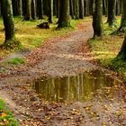 herbstlicher Gespensterwald