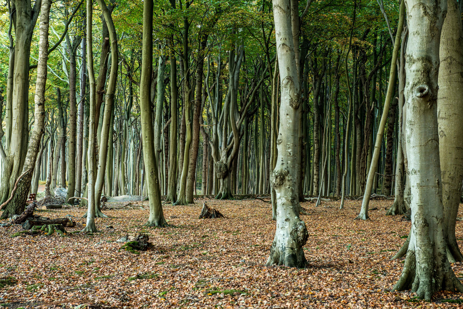 herbstlicher Gespensterwald Nienhagen