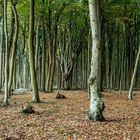 herbstlicher Gespensterwald Nienhagen