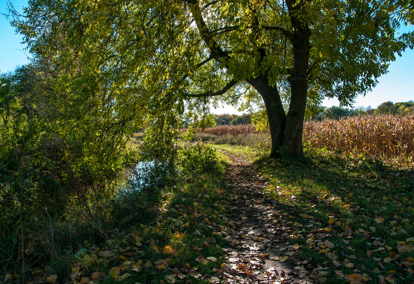 Herbstlicher Gilbach