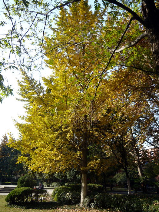 Herbstlicher Gingko