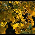 Herbstlicher Ginkgo-Baum