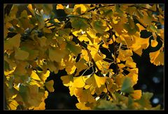 Herbstlicher Ginkgo-Baum