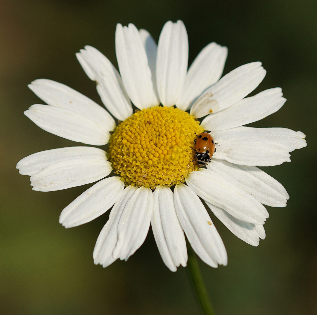 Herbstlicher Glückskäfer