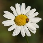 Herbstlicher Glückskäfer