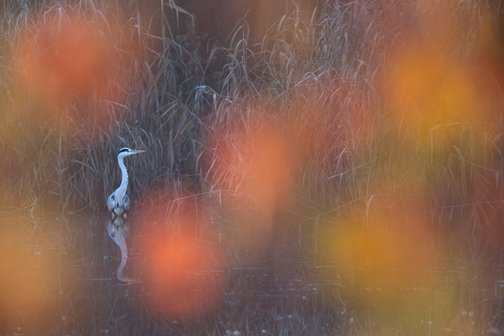 herbstlicher Graureiher