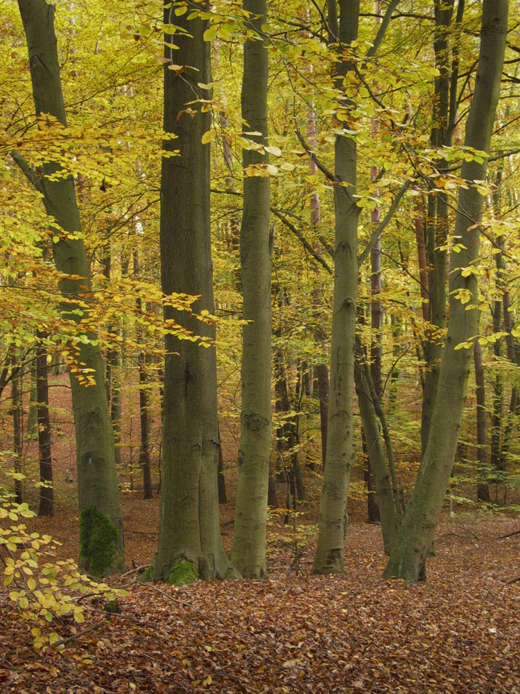 herbstlicher Grunewald