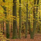 herbstlicher Grunewald