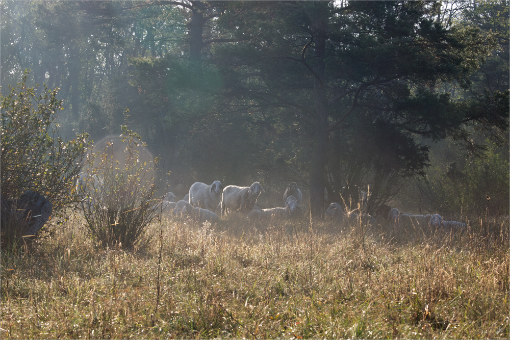 herbstlicher gruss...