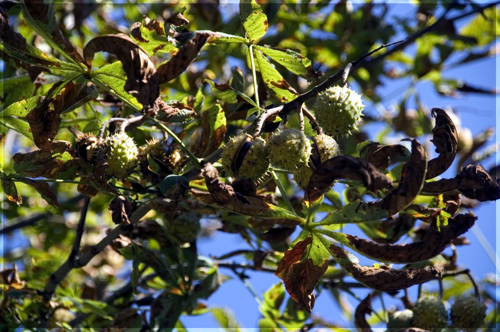 Herbstlicher Gruß