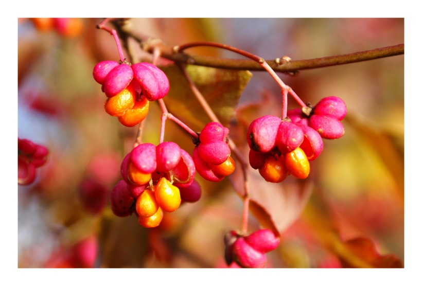 Herbstlicher Gruß an alle Damen