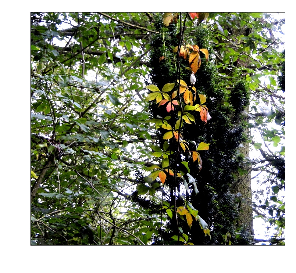 herbstlicher Gruß