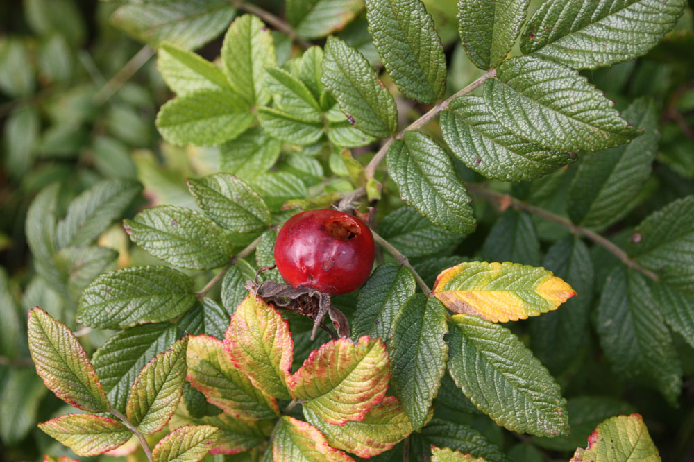 herbstlicher Gruß