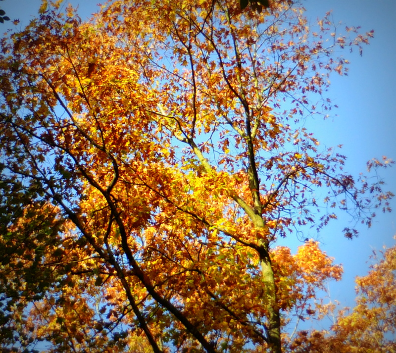 Herbstlicher Gruß zum Mittwoch