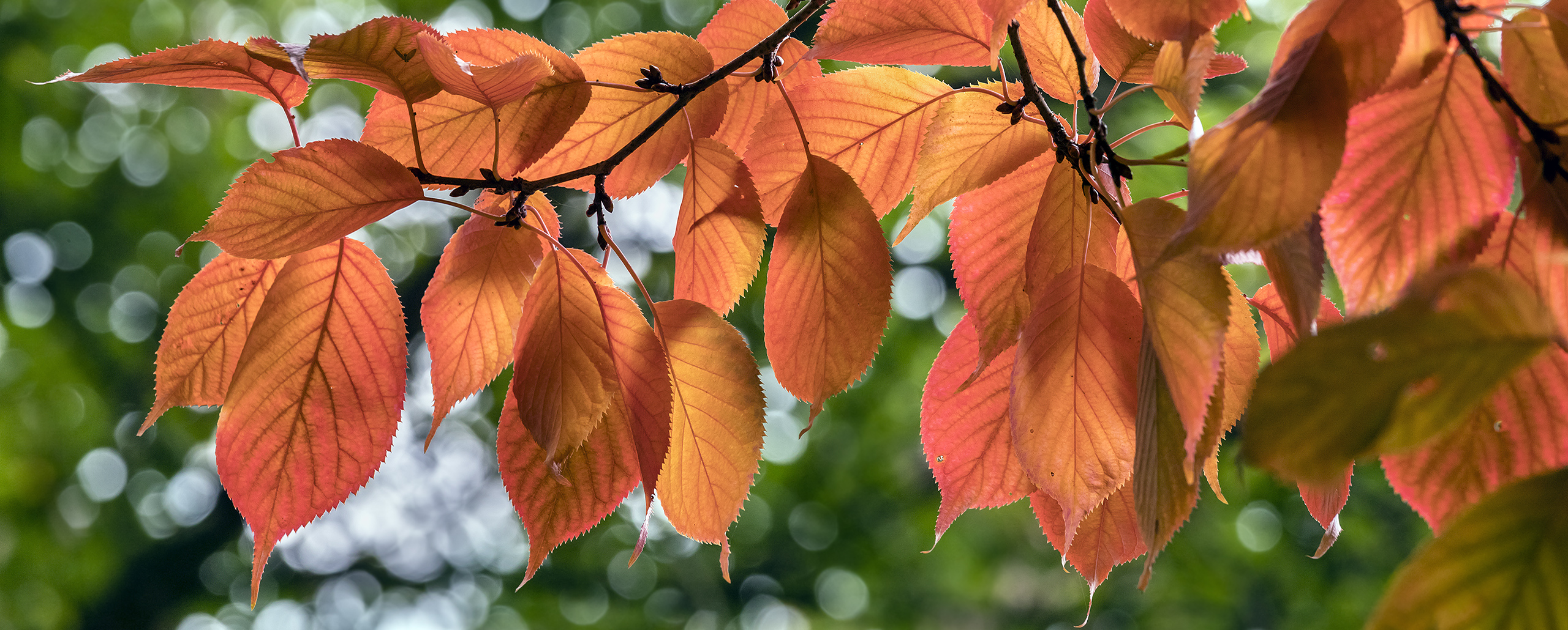 Herbstlicher GUTENMORGENGRUSS