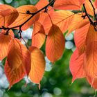 Herbstlicher GUTENMORGENGRUSS