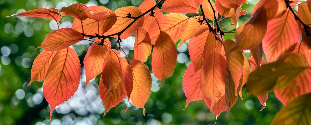 Herbstlicher GUTENMORGENGRUSS