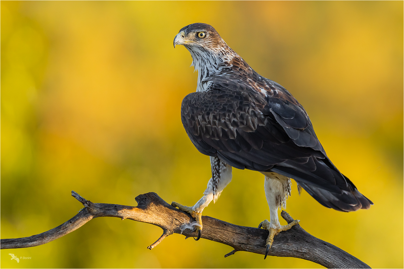 Herbstlicher Habichtsadler