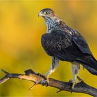 Herbstlicher Habichtsadler