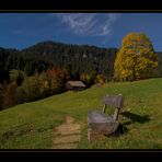 herbstlicher Habkern Bergahorn