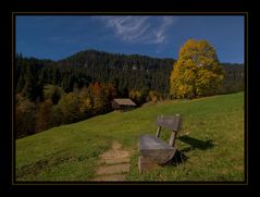 herbstlicher Habkern Bergahorn