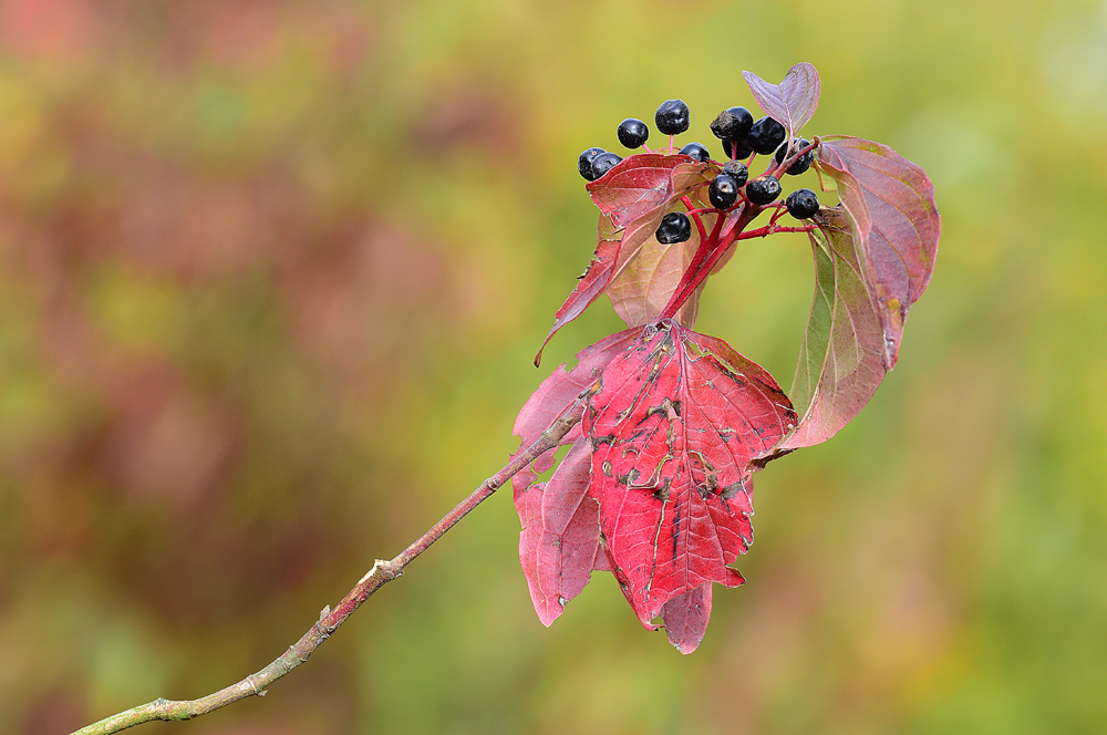 herbstlicher Hartriegel