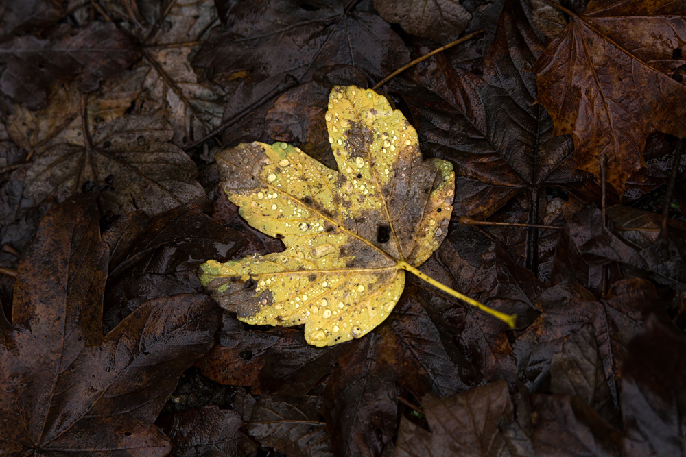 Herbstlicher Harz 1