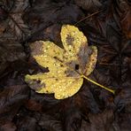 Herbstlicher Harz 1