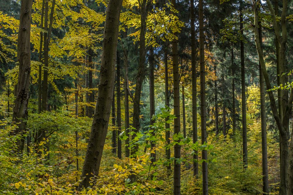 herbstlicher Harz I