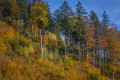 herbstlicher Harz II