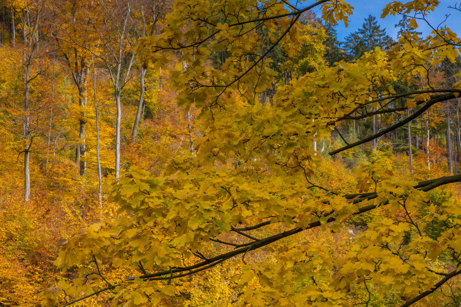 herbstlicher Harz III