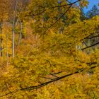 herbstlicher Harz III