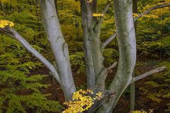 herbstlicher Harz IV