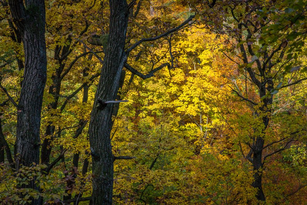 herbstlicher Harz V