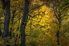 herbstlicher Harz V