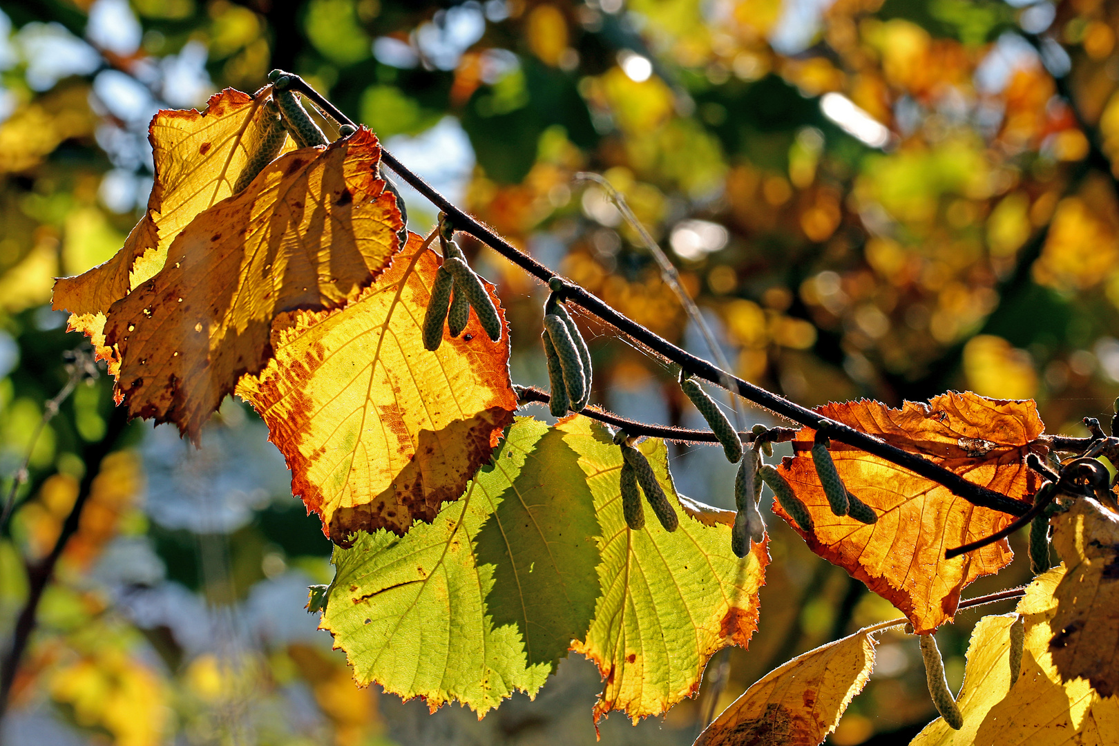 Herbstlicher Haselast