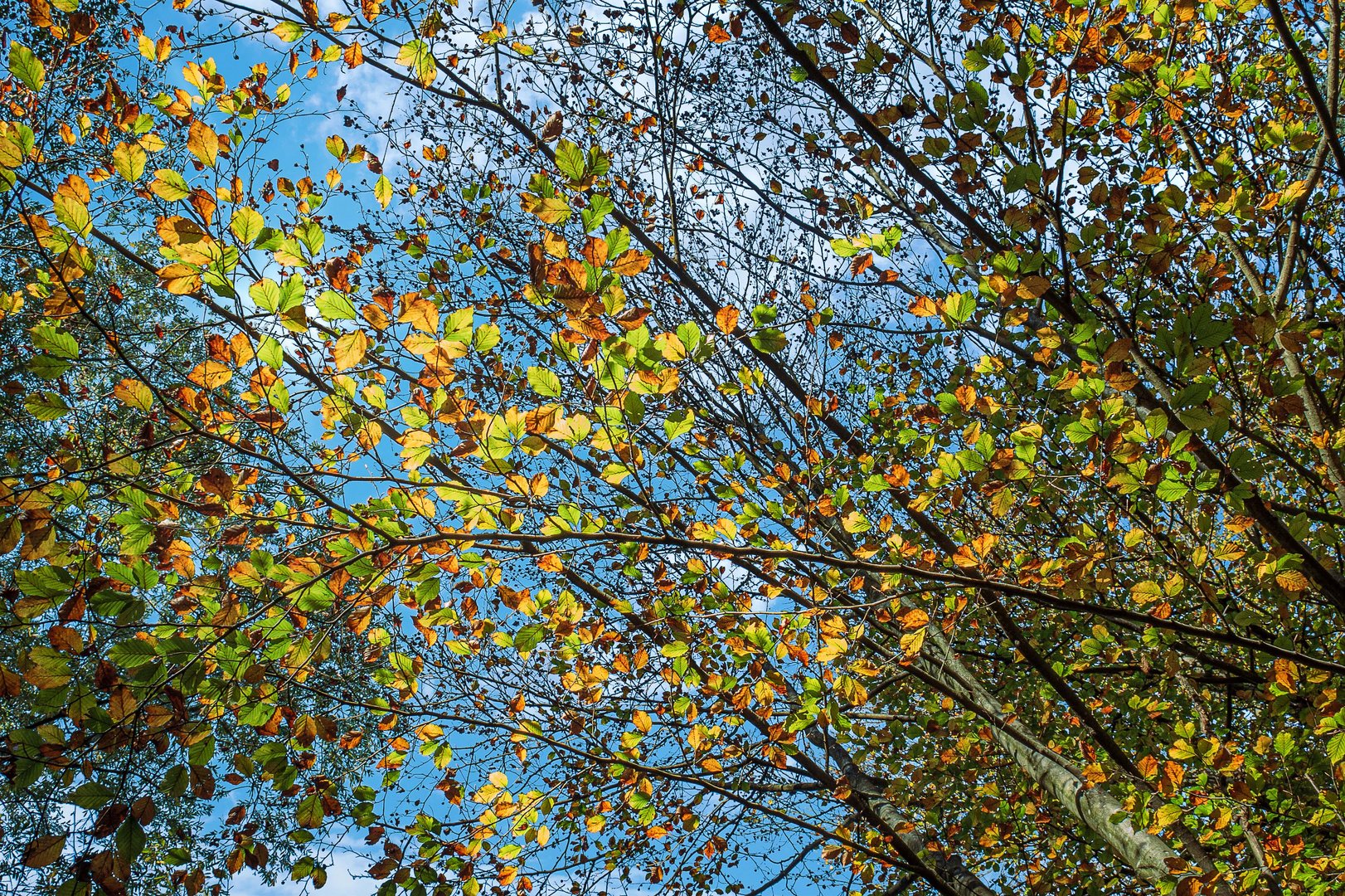 Herbstlicher Himmelblick