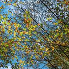 Herbstlicher Himmelblick