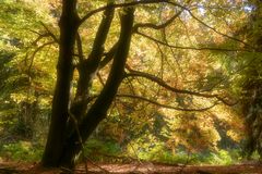 Herbstlicher Hochspessart