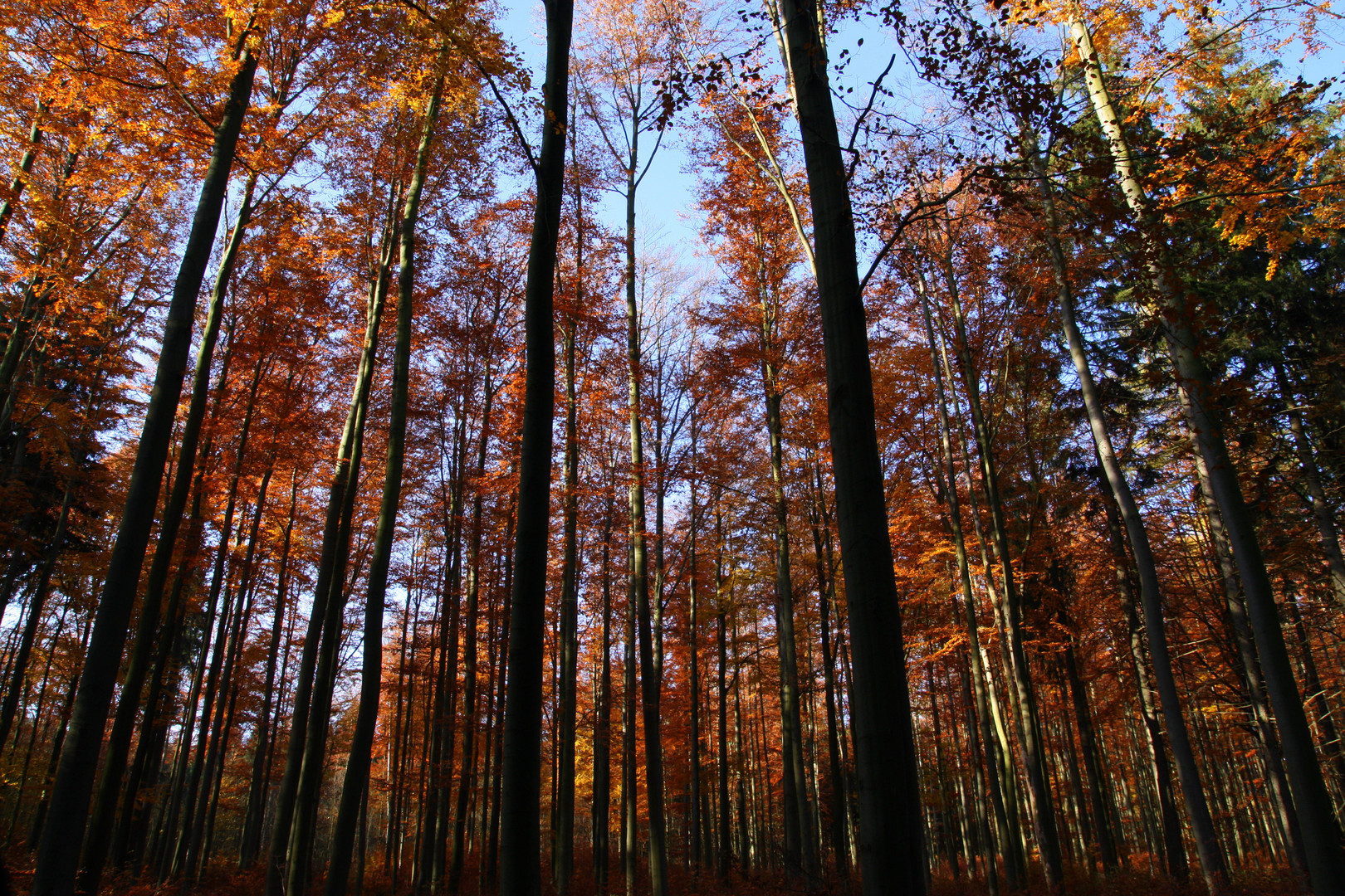 herbstlicher Hochwald