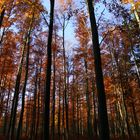 herbstlicher Hochwald