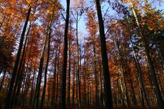 herbstlicher Hochwald