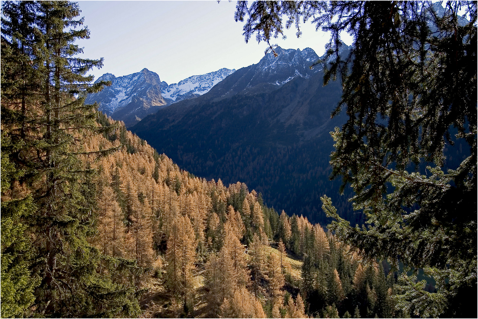 herbstlicher Hochwald im Sulztal