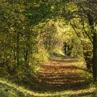 Herbstlicher Hohlweg